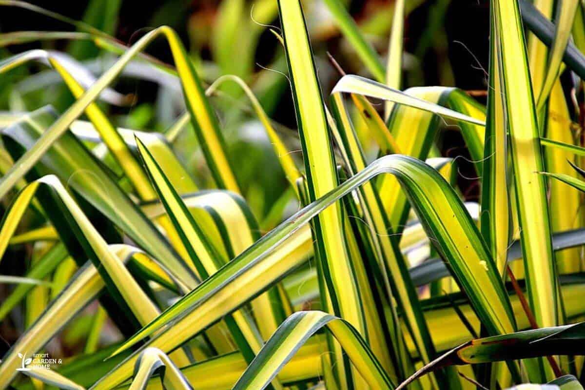 Spider Plant With Yellow And Green Leaves