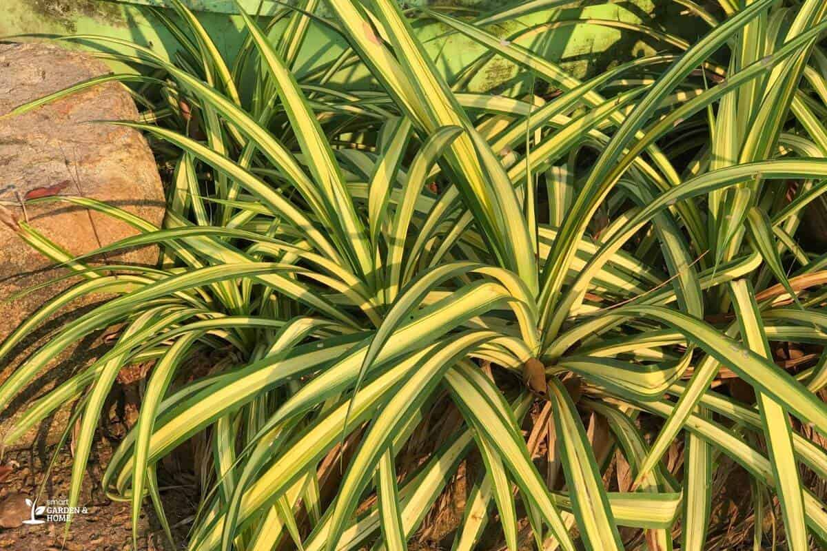 Spider Plant With Yellow Leaves On Direct Sunlight