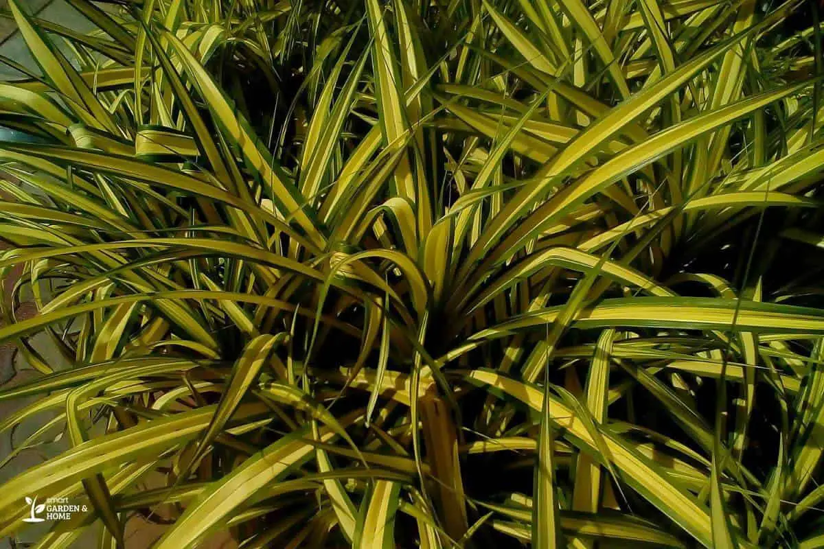 Spider Plant With Yellow Leaves