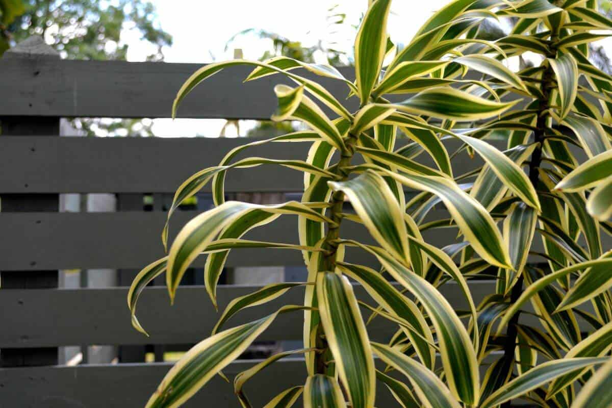 Spider Plants and Dogs