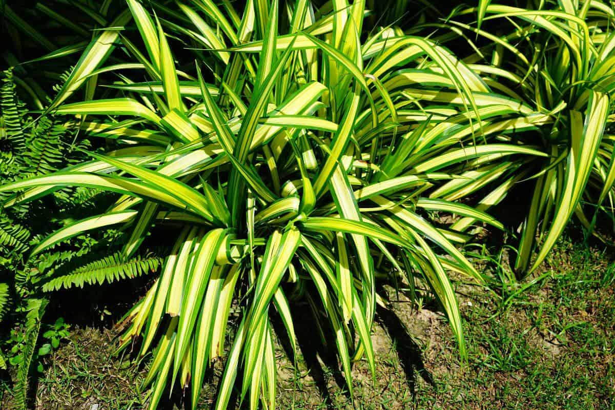 Spider Plants and Rabbits