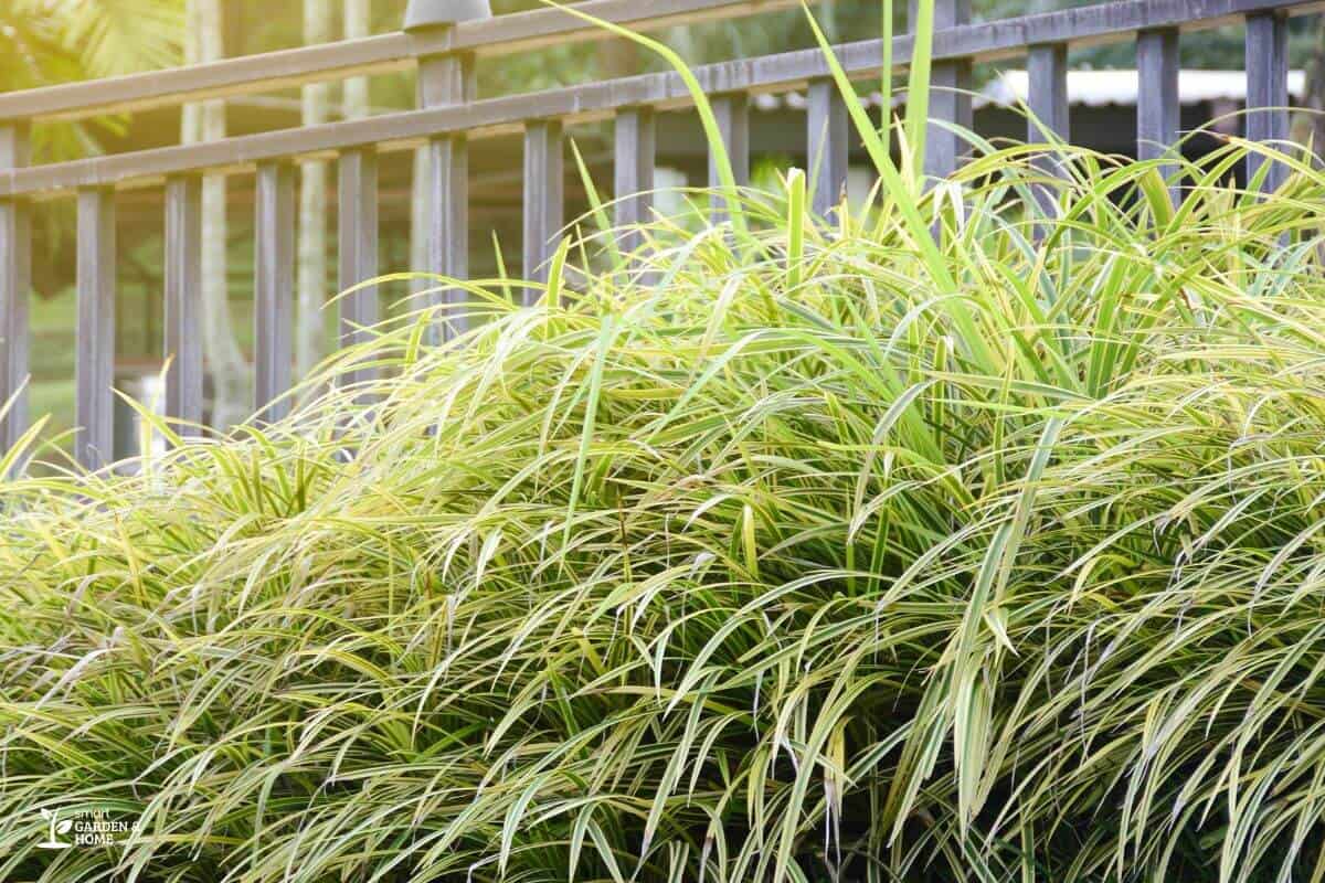 Spider Plants Under the Early Morning Sun