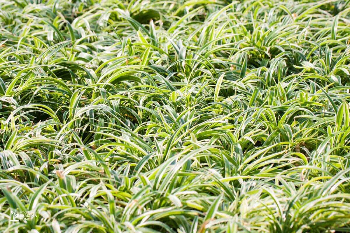 A lush, dense patch of spider plants with long, slender green leaves featuring white stripes.