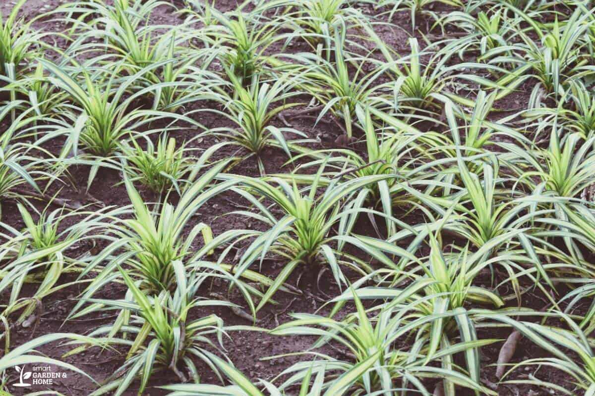 Spider Plants on Soil