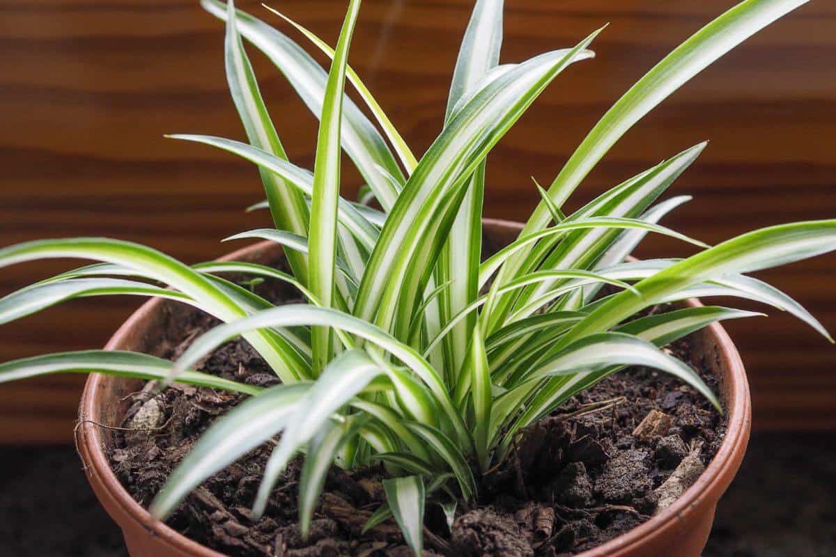 Spider Plant