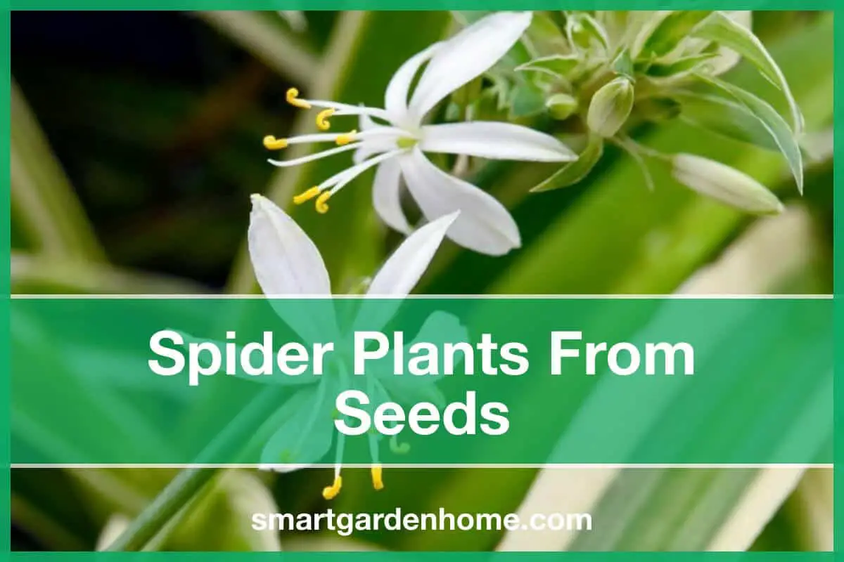 Collect And Grow Spider Plants From Seeds - Smart Garden And Home