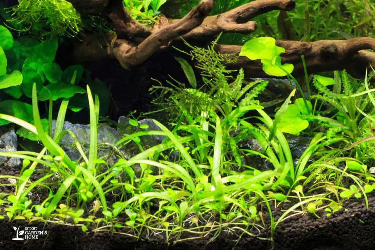 Spider Plants with Other Kinds of Plants on Aquarium Floor