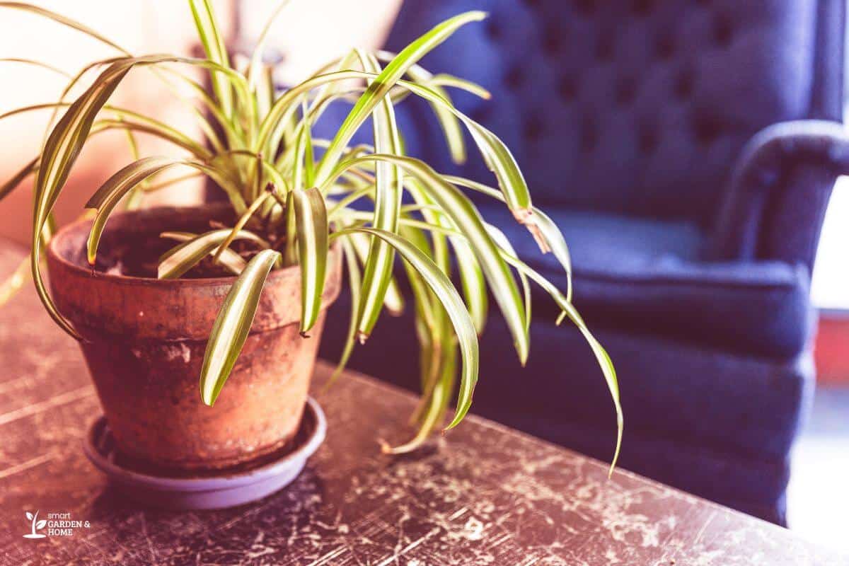 Spider Plant with Brown, Dried Leaves