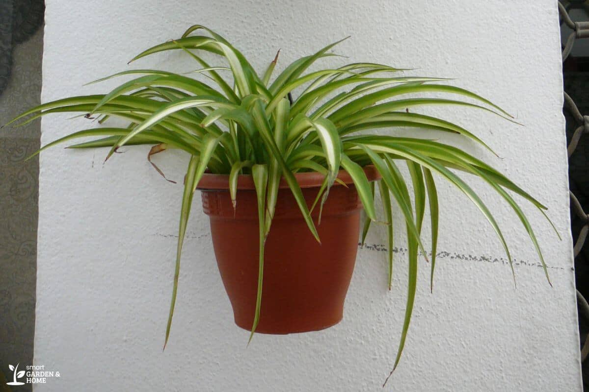 Spider Plant On A Plastic Pot