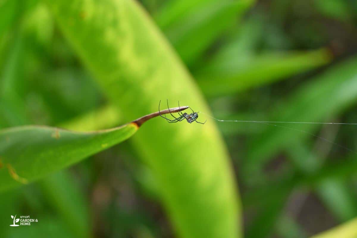 Spider with Web Attached on a Spider Plant