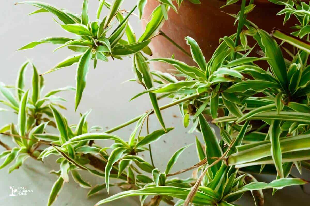 Spiderettes Attached to a Spider Plant