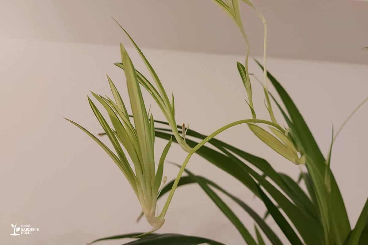 Spiderettes Growing on the Side of a Spider Plant