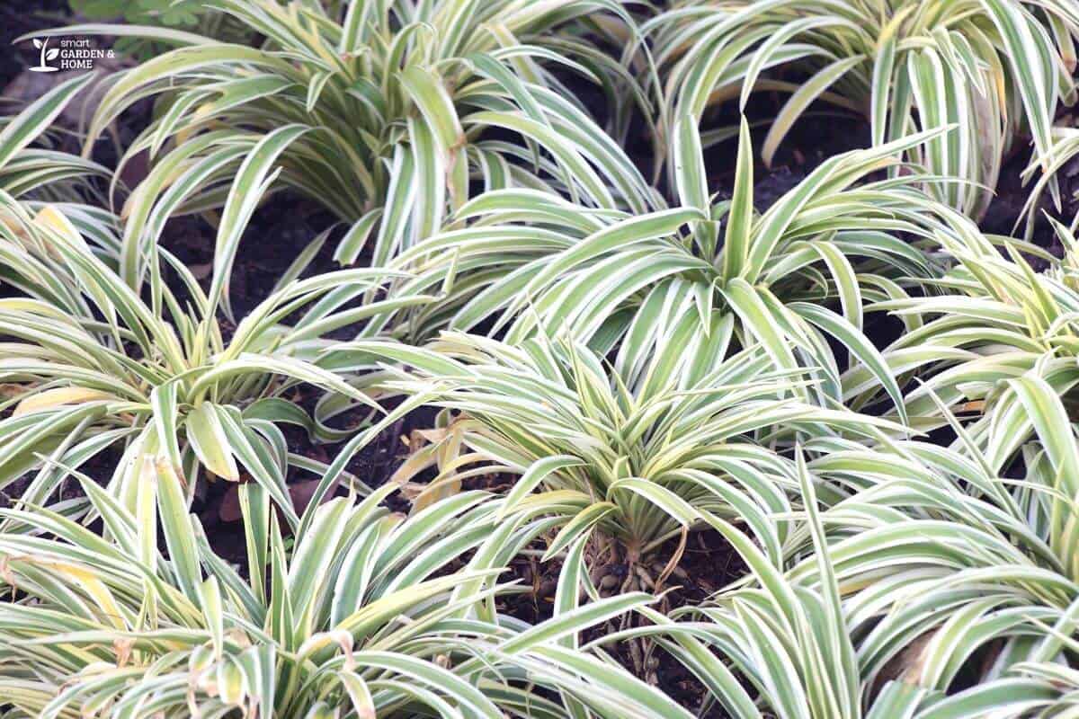 Stale-Colored Spider Plants