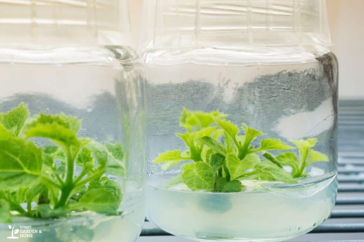 Starting Procedures of Kratky Hydroponic Method