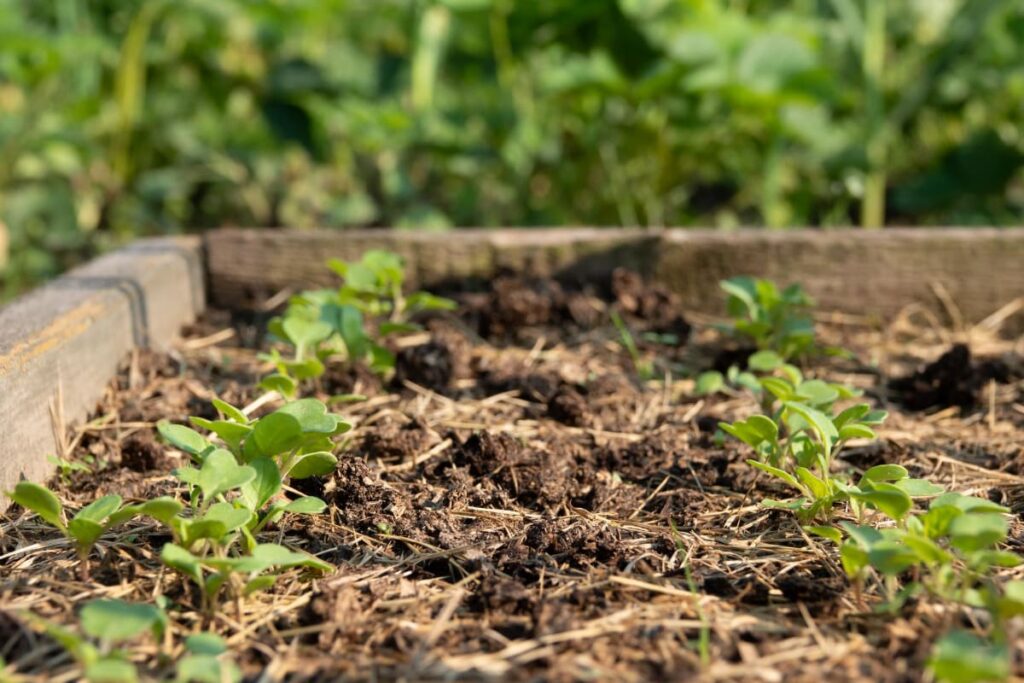 Straw as Mulch