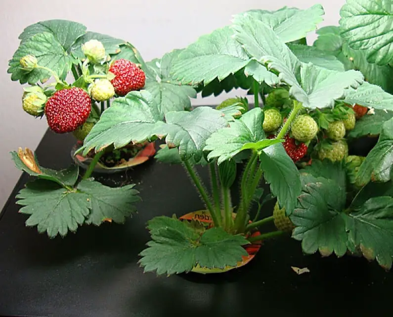 Strawberries Growing in AeroGarden