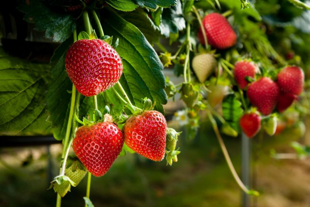 Strawberry Plants Ready for Harvesting