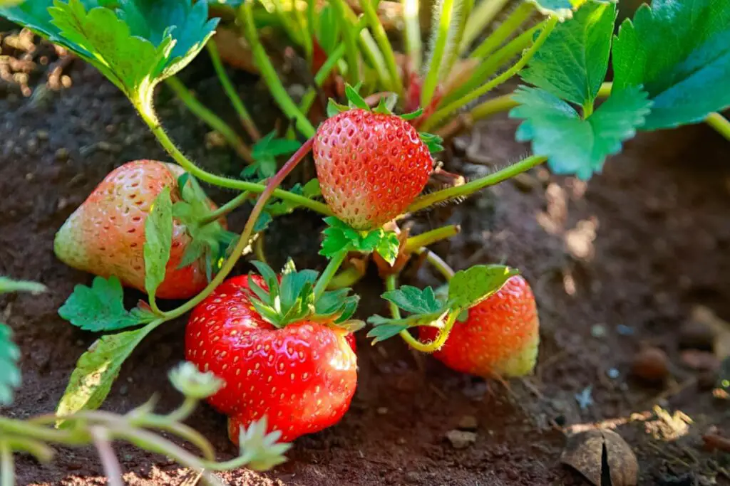 Strawberry Plants