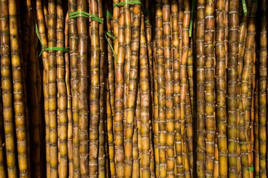 Sugarcane Bundles for Sale