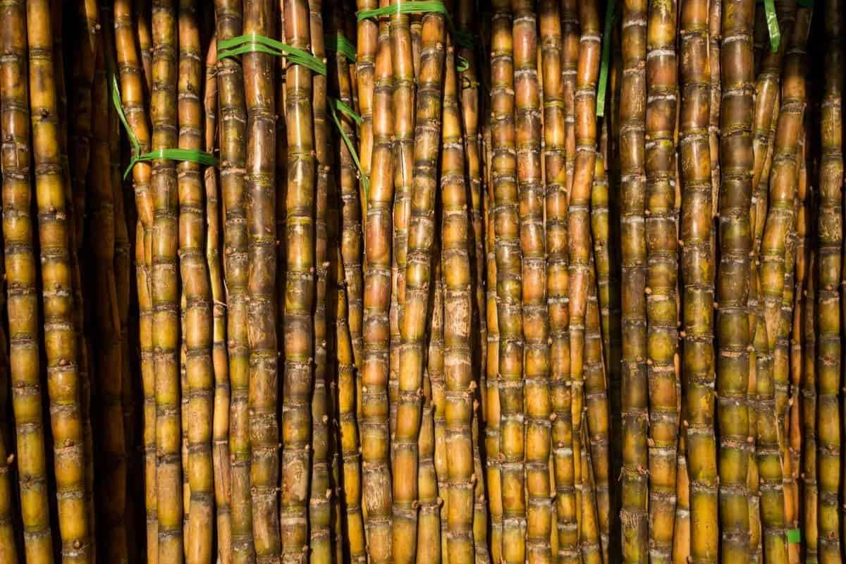 is-sugarcane-a-fruit-or-vegetable-smart-garden-and-home