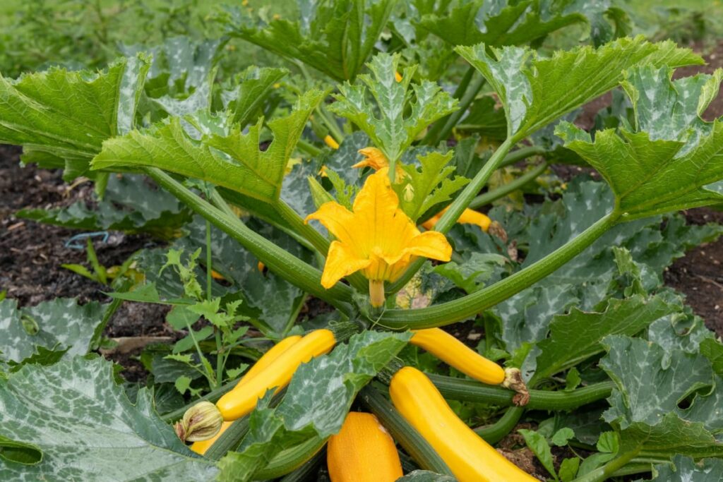 Summer Squash Plants