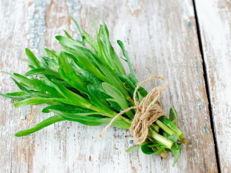 Tarragon Herb Plants