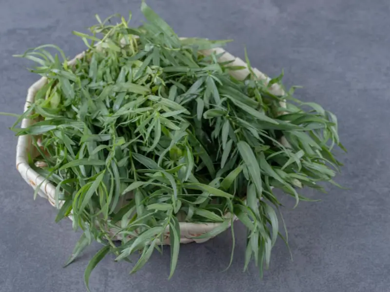 Tarragon Herb Plants