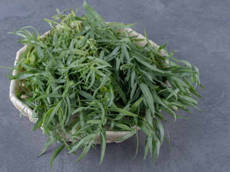 Tarragon Herb Plants