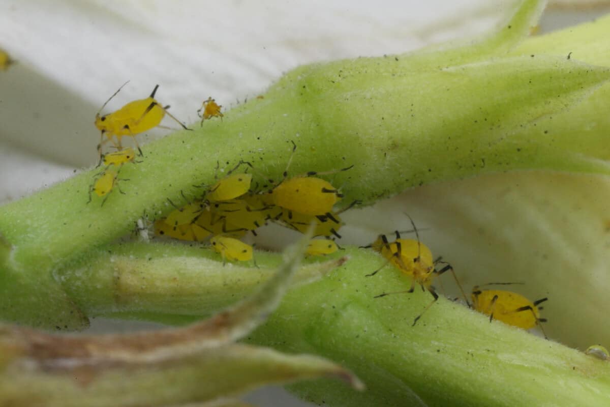 Ants Can Be Bad - Aphids