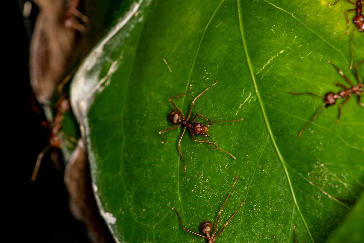 Ants Can Be Bad - Leaf Damage