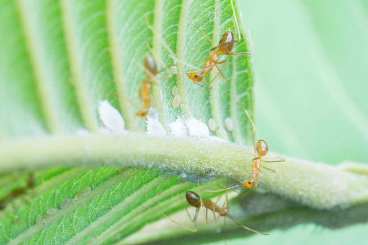 Close-up image of ants on plants, specifically on a green leaf with small white insects near the veins.