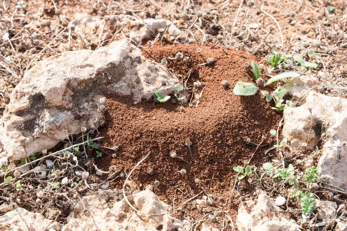Ants Can Be Good - Soil Improvement