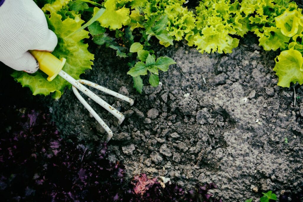 Tilling Soil in Vegetable Garden