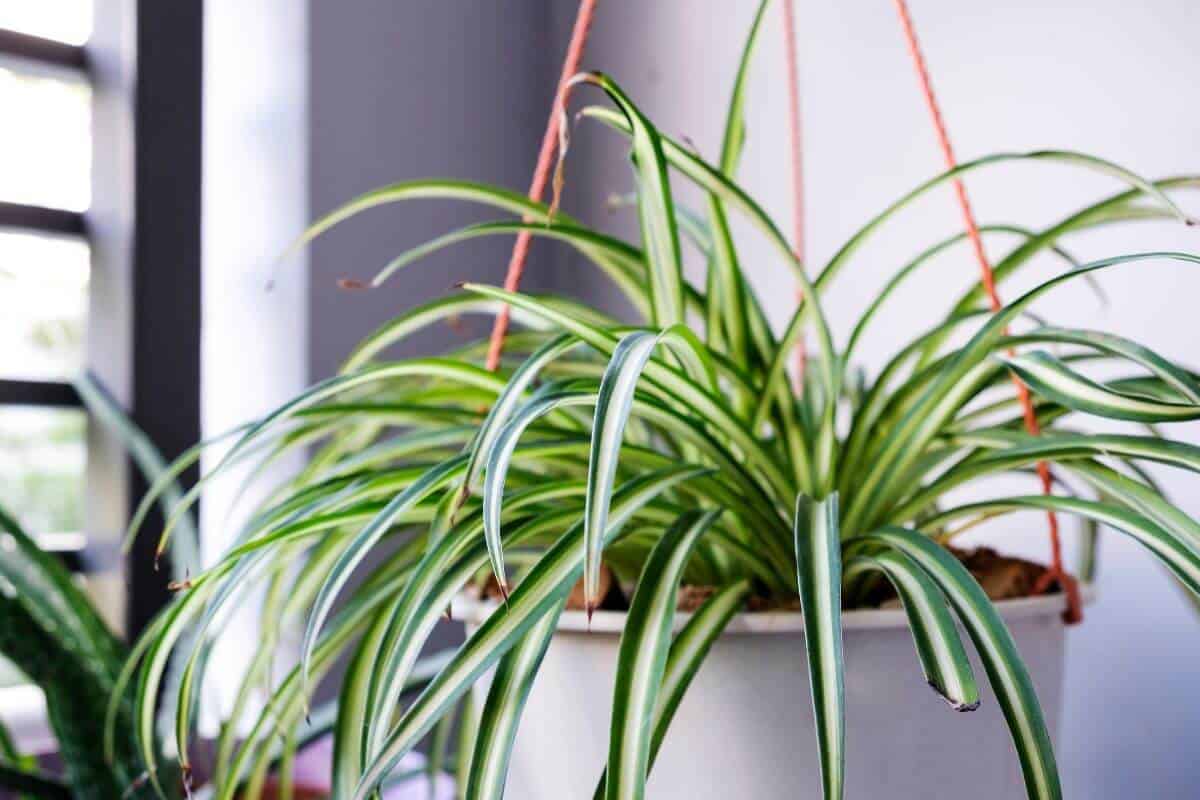 Spider Plant Care and Grow Guide - Smart Garden and Home