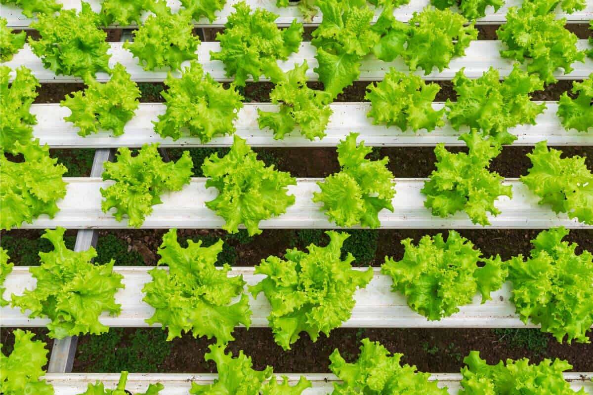 Hydroponic lettuce plants growing in neat rows on a horizontal white support structure, with each vibrant green head of lettuce spaced evenly.