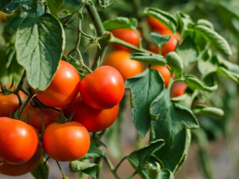 Tomato Plant