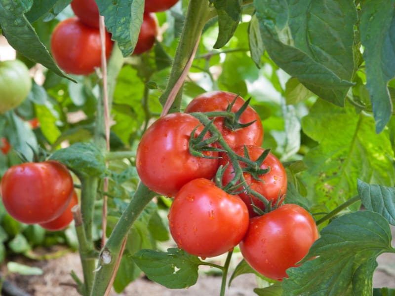 Tomato Plant