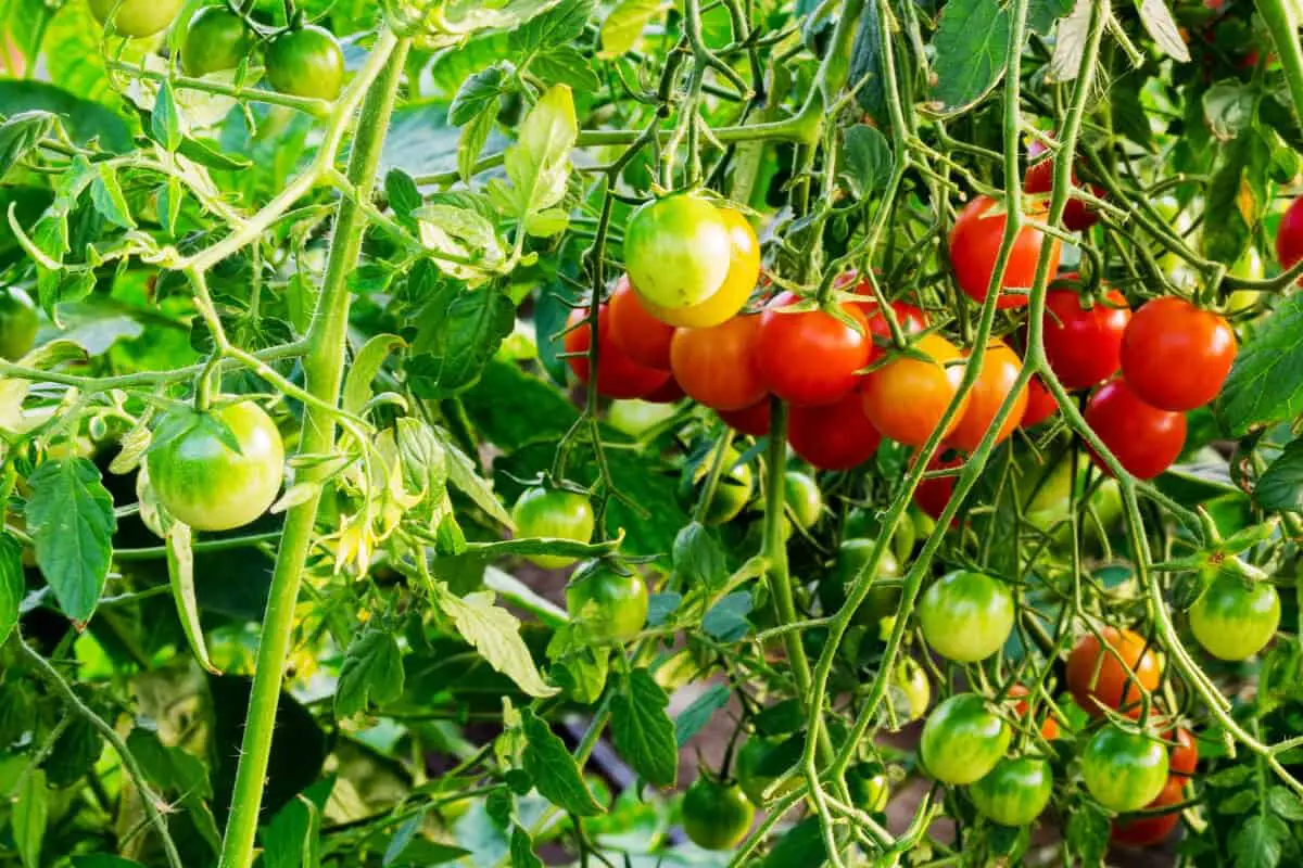 Tomatoes that Ants Love on a Vegetable Garden