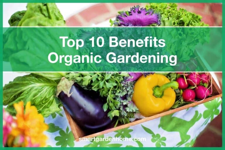 Top 10 Benefits of Organic Gardening