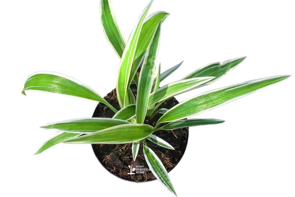 Top View Of Spider Plant On A Pot