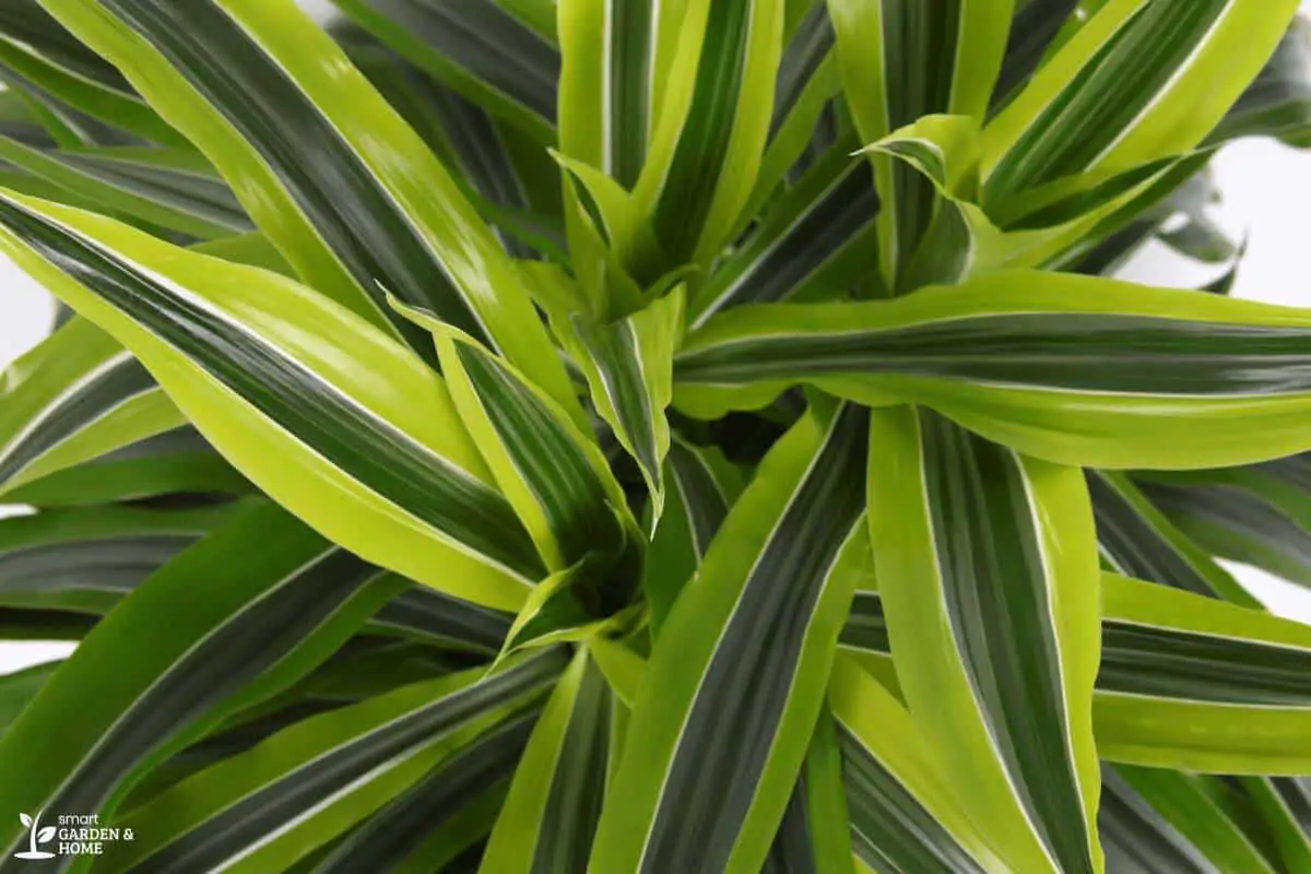 Top View of Spider Plant Leaves