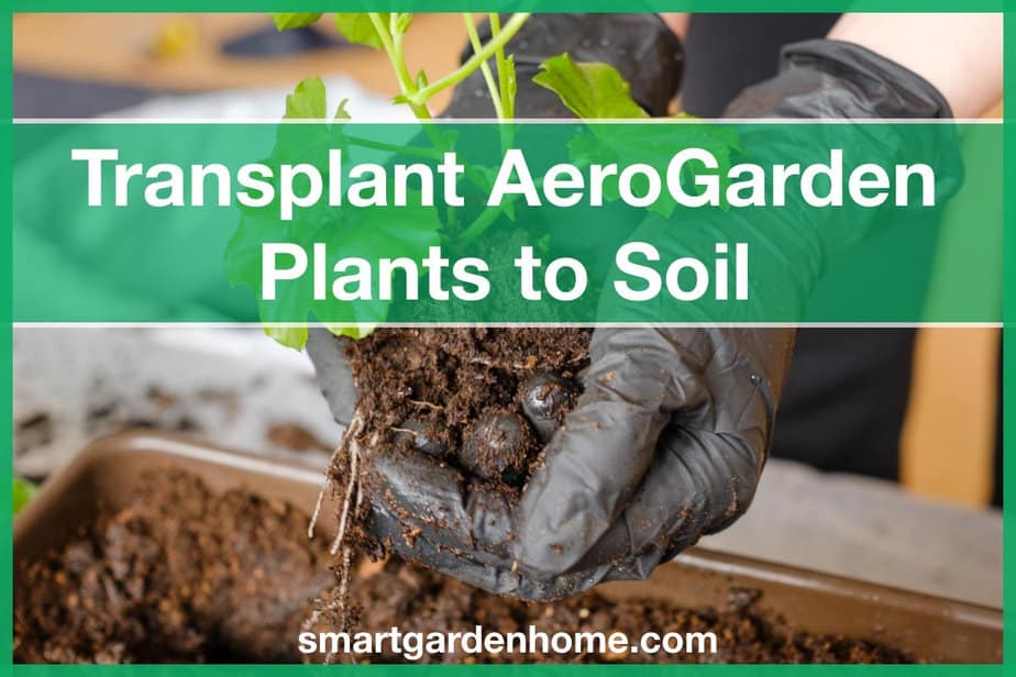 Transplant AeroGarden Plants to Soil