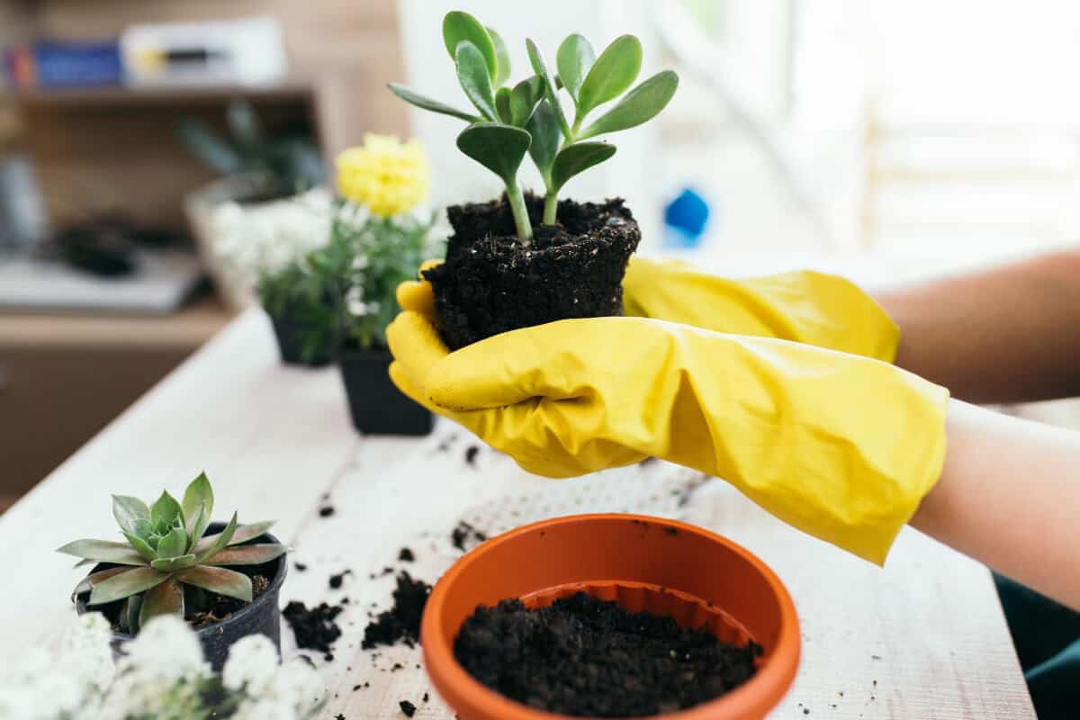 Transplanting and Repotting Jade Plant Rooted Cuttings