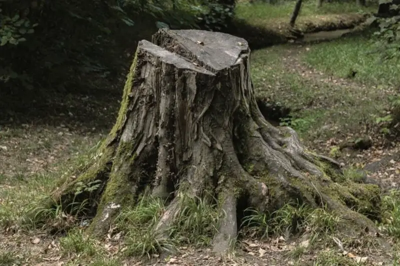 Clear Tree Stumps