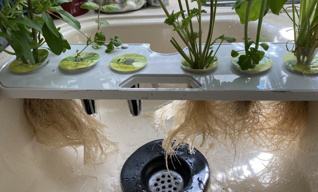 Trimming AeroGarden Roots Process