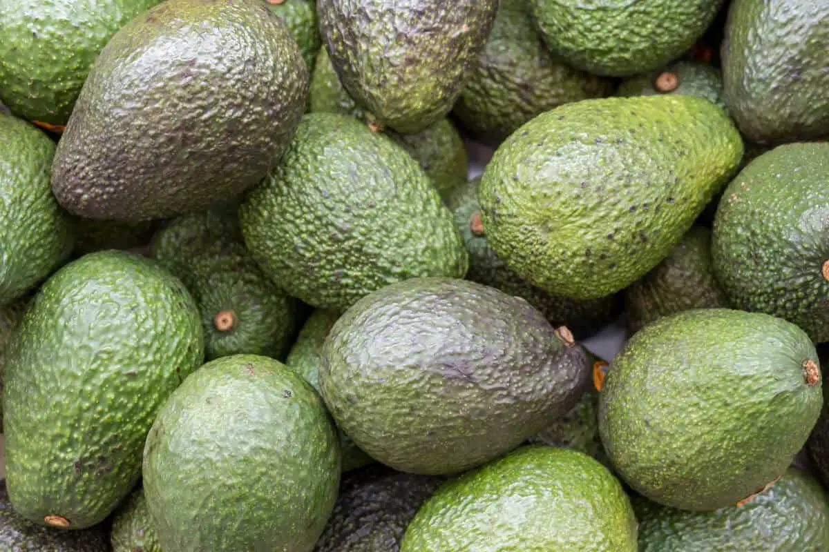 Troubleshooting Hydroponically Growing Avocados