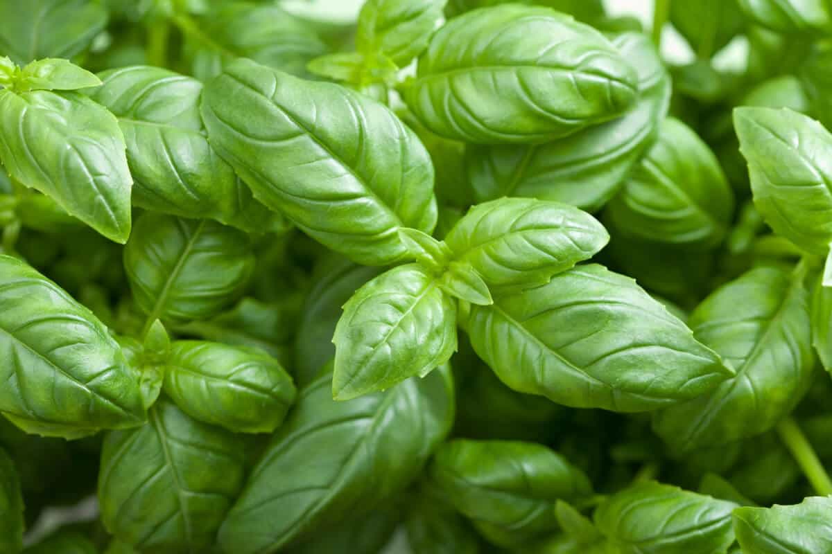 Troubleshooting Hydroponically Growing Basil