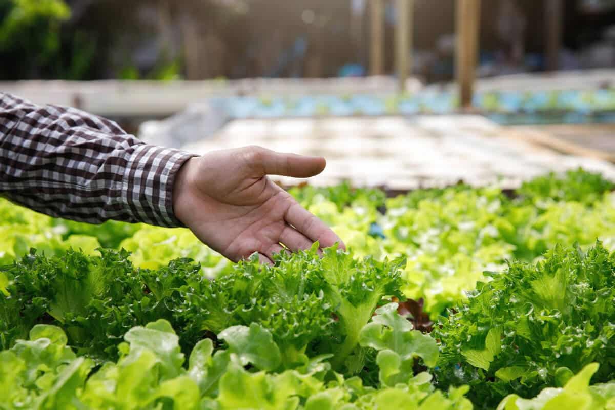 Troubleshooting Hydroponically Growing Lettuce