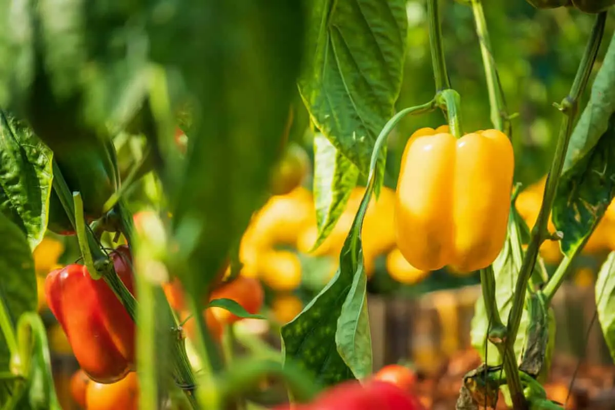 Troubleshooting Hydroponically Growing Peppers
