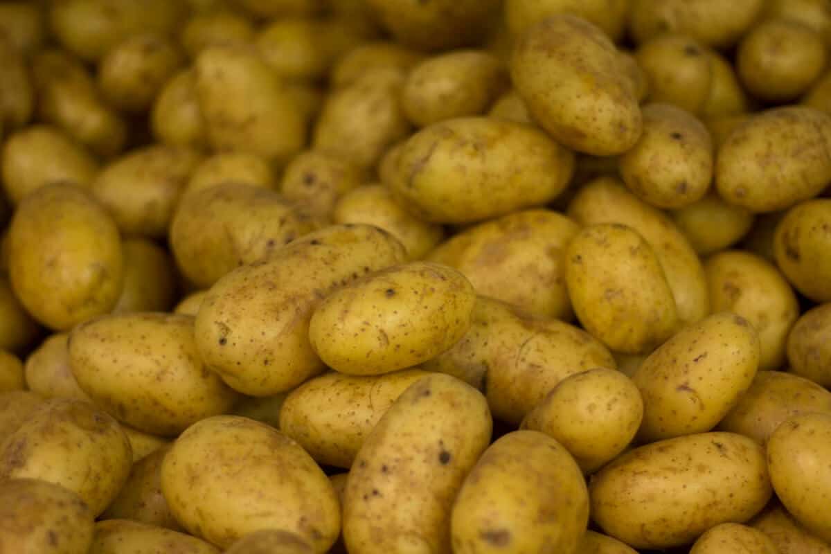 Troubleshooting Hydroponically Growing Potatoes